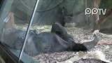 温暖一幕：妈妈照顾新生小猩猩