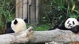 熊猫宝宝去同伴嘴里抢吃的，太逗了，哈哈