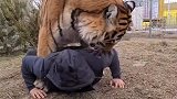 主人正在锻炼，老虎非要他背着自己，下一秒别笑！