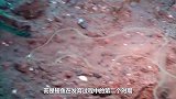 海洋里有一种“透明鱼”，内脏血液都是透明的