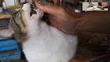 论猫奴的自我修养，你的撸狸花猫姿势正确吗？