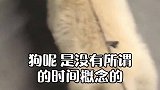 狗狗有没有时间概念呢