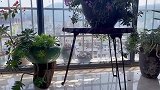 今天才知道这个花，为什么叫蜜蜂兰