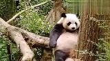 熊猫：忍一时越想越气，退一步越想越亏！好难过~