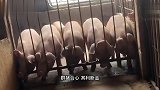 猫：铲屎的，你一窝就生一个啊？