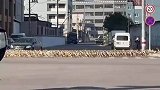 女子偶遇大群鸭子过马路，足足等了五六分钟才突出包围