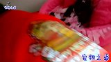 小流浪猫穿上新衣，在笼子里玩嗨了，公猫：铲屎的捡了只猴子