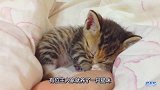 猫咪躺在主人手掌心睡觉，就算主人手酸了，都坚持让猫咪安心睡觉