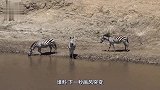 狮子与斑马并肩喝水，画面太和谐，下一秒画风突变！