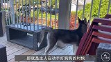 主人动手打狗狗，狗狗为什么从不反扑？原来狗眼中的我们是这样的
