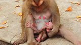 猴妈想断奶，可是小奶猴太小了又不忍心