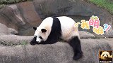 熊猫樱浜慵懒地趴在池边埋头苦睡，自信展示大长腿，萌出新高度