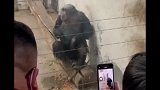 动物园猩猩抽烟动作娴熟，游客扔给它的