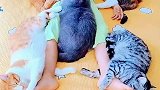 五花大绑睡觉，万千宠爱于一身，谁是谁的宠物分辨不清了