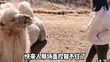 快来人呐，场面控制不住了，这姑娘跟骆驼打起来了