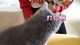 小猫割蛋回家，惨遭大猫咆哮怒吼，小猫：没了蛋你就不认我了