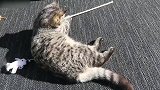 自娱自乐的小猫咪，看起来还真是太棒了呢，想养来玩玩！
