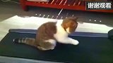 被迫走上跑步机的肥猫, 这敷衍了事的态度好欠揍