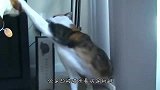 狗狗向猫咪示好，反被误解成挑衅，猫咪喊来同伴群殴狗子