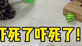 七十多斤的大狗狗，被小孩的充气凳子吓得到处跳，他怎么那么可爱