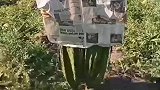 田园生活，下地干活