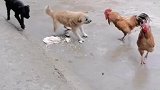 狗狗好厉害
