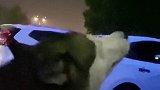 下雨天️狗狗会有什么心事呢？ 哈士奇日常 下雨天你带伞了吗