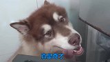 夏天太热了，阿拉斯加犬想尽办法给自己降温，它真是狗界奇才！