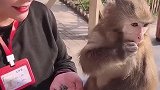 小猴子今天反常了，居然还肯吃钙片，难得今天胃口这么好