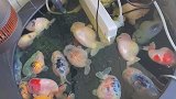 插排意外掉入鱼缸中，整缸26条金鱼翻肚皮