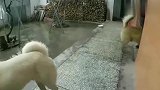 中华田园犬两兄弟反目成仇，为了女神大打出手，关系走到了尽头！