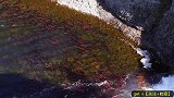 因为无数野生大鱼洄游，这条野河美成了童话故事！