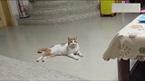 猫咪：最讨厌人家用手指指我，不打你打谁！