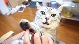 主人教猫咪学招财猫学“招手”，喵瞬间学会，萌化了！