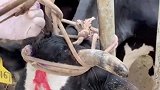 农村的养殖户，为了一点蝇头小利，就不怕报应吗！