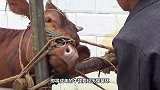 怀孕母牛为保孩子，下跪乞求，网友众筹2万将其放生
