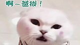 猫咪被主人强迫叫爸爸，随后一脸委屈的看着主人
