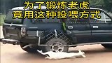 把羊扔进老虎窝，老虎一拥而上，太残忍了