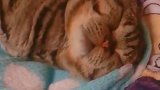 猫：主人求求你别打扰我，让我再睡会儿！