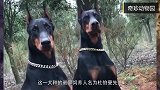 优秀的军警两用犬杜宾犬