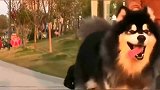 看阿拉斯加雪橇犬是怎么遛主人的，这狗一般人遛不住！