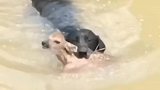 落水小鹿被狗狗救上岸，还带妈妈过来看狗狗