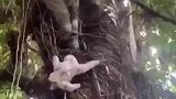 树懒为了她的孩子，她把这一辈子最快的速度都用上了