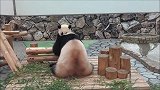 熊猫宝宝玩偷袭，从后面对着妈妈一顿摇