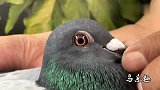信鸽鉴赏：桃砂眼，淡紫罗兰眼志，非常难得的一只鸽子