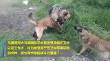 马犬大战德牧，扑上去一刻，就知谁是顶级护卫犬