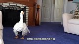 男子养了一只大鹅，没想到大鹅跟着他去买菜，接下来憋住别笑！