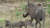金雕狩猎野狼，野狼完全不是对手，嘴巴都差点被抓烂！