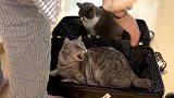 老妈收拾行李准备走，不料老猫霸占行李箱不让走，谁撵他他骂谁！