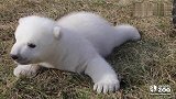 小北极熊还不会走路，为了吃口饭在地上艰难的挪动！